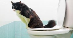 Cat Toilet Training Pros Cons and more on Petfinder